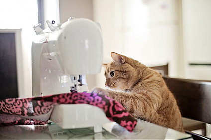 Cat sitting at sewing machine sewing fabric