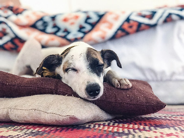 Dog sleeping on quilts and pillows