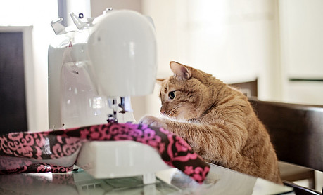 Cat sewing fabric on a sewing machine