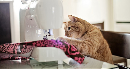 Cat sitting in front of sewing machine sewing fabric