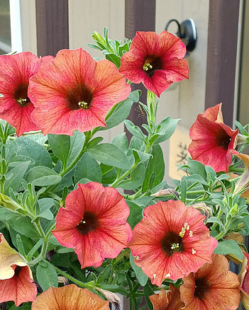 Orange and yellow petunias